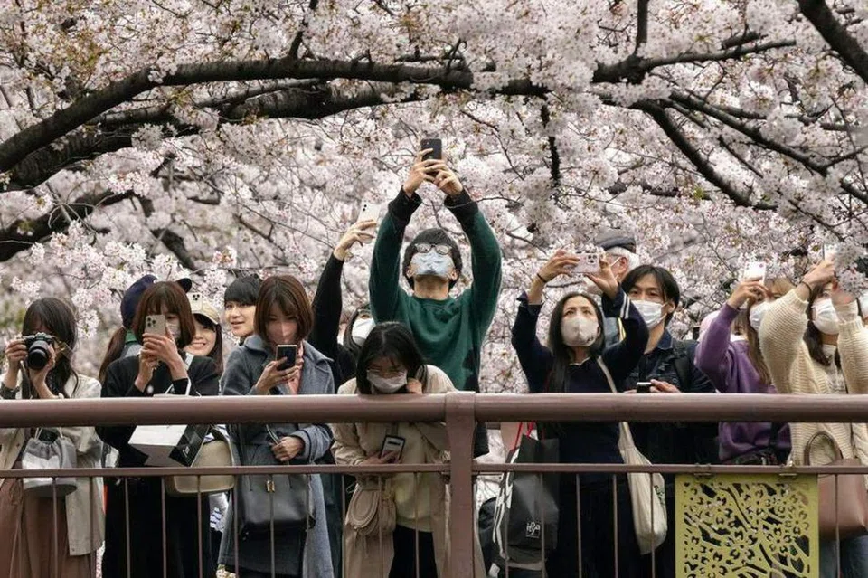 Japan’s cherry blossoms reach peak bloom about a week after they start opening. PHOTO: EPA-EFE