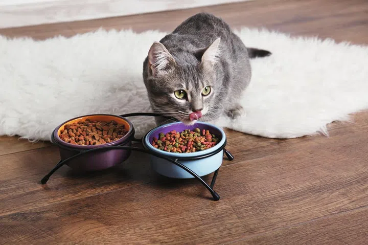 Cute cat eating on floor at home