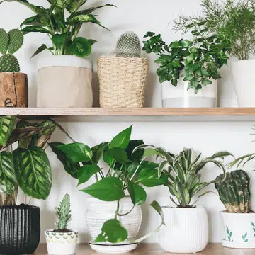 Plants little upkeep