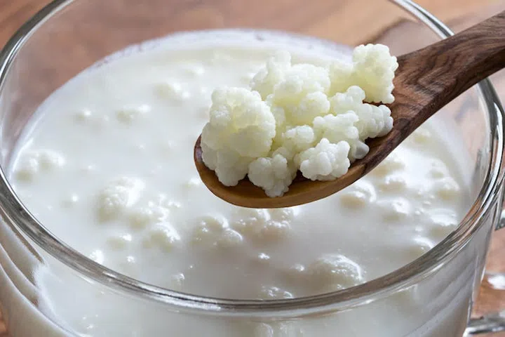 83090452 - kefir grains on a wooden spoon above a jar of homemade milk kefir