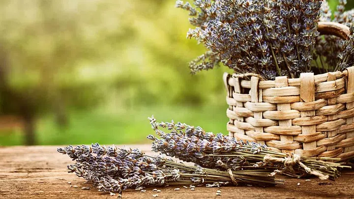 people who had five minutes of lavender aromatherapy had lower stress levels 