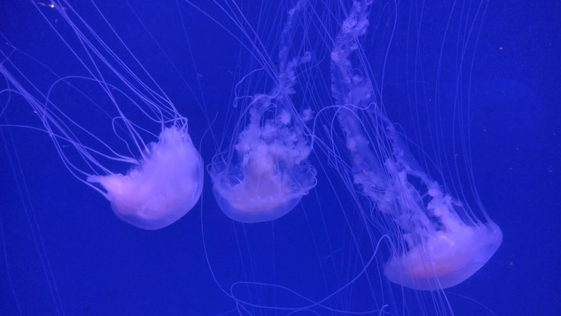 Box Jellyfish Singapore Banner