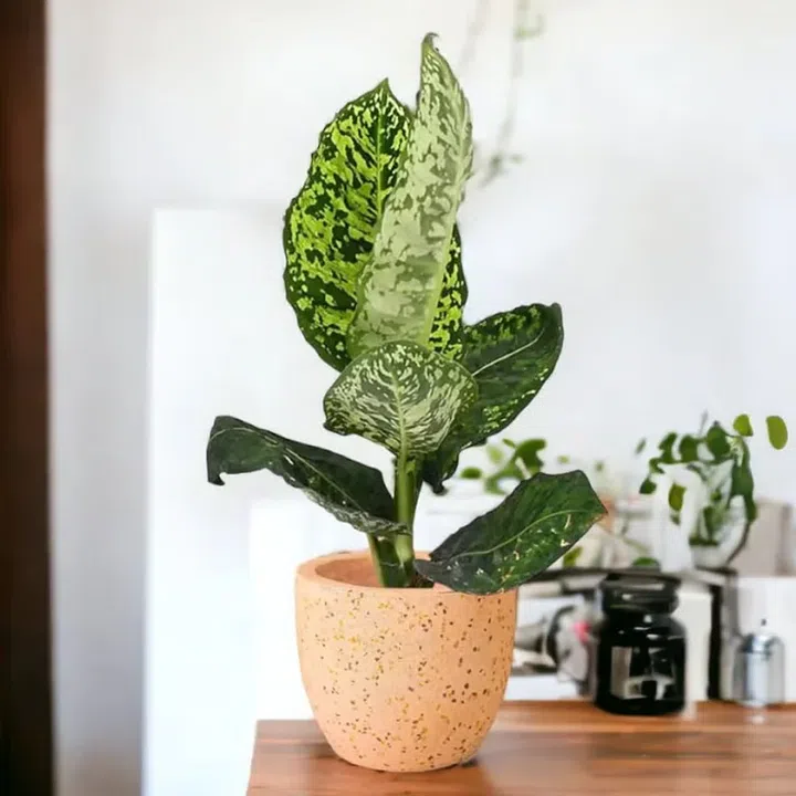 Credit: TumbleweedPlants