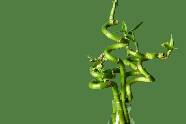 Bamboo plant in vase on green background