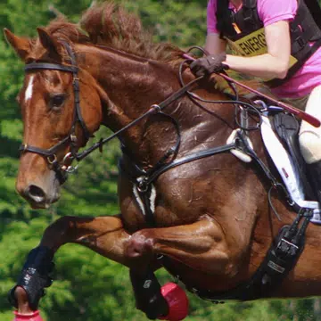 daughter-paralysed-horse-riding-fall