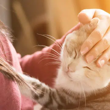 keeping-your-cat-healthy