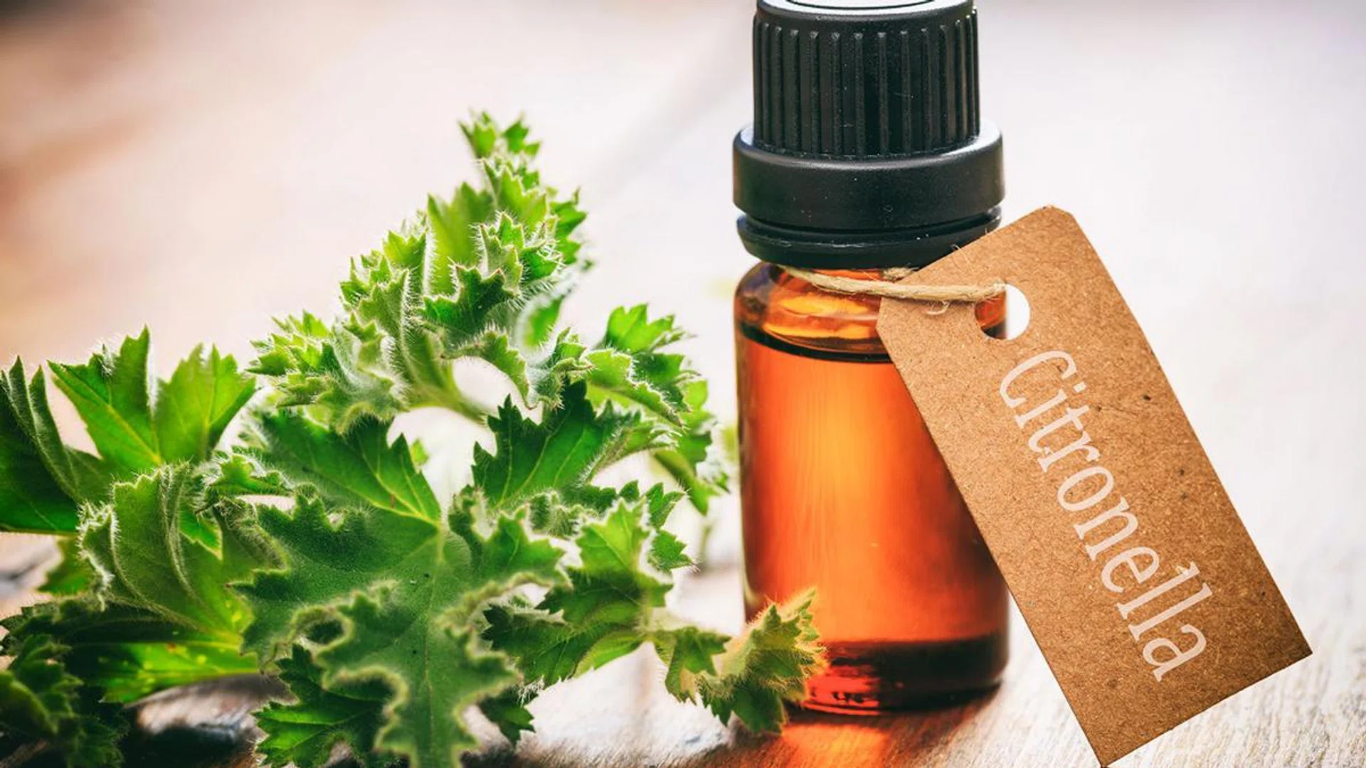 Best Plants To Repel Disease-Carrying Mosquitoes From Your Home citronella