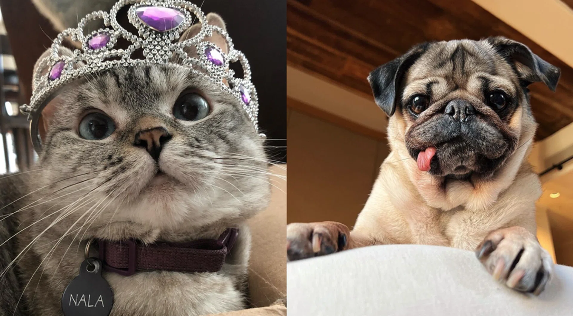 itsdougthepug, nala_cat Instagram