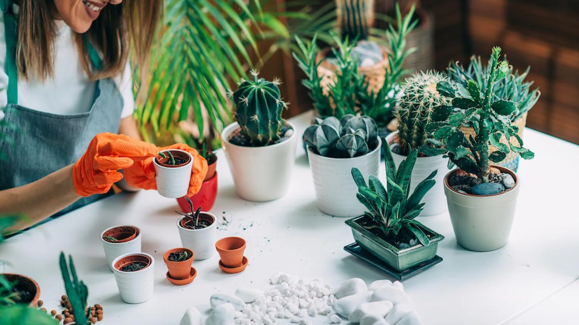 Spruce-Up-Indoor-Garden-With-Fun-Quirky-Pots