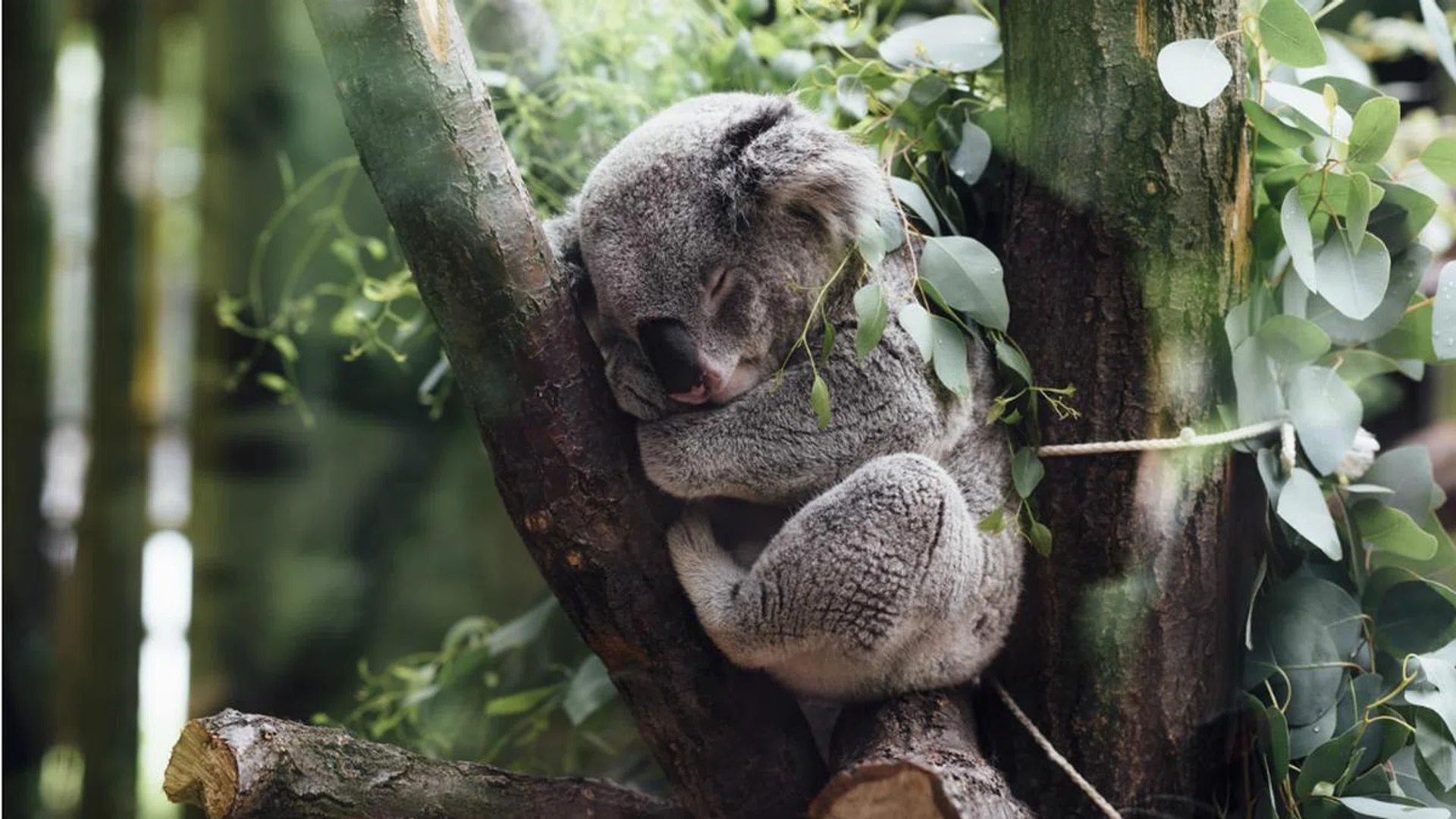 Here's How You Can Contribute To Help The Australia Bushfire Crisis