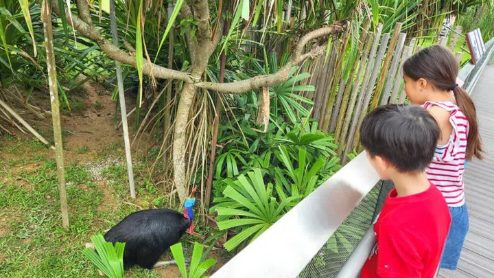 bird-paradise