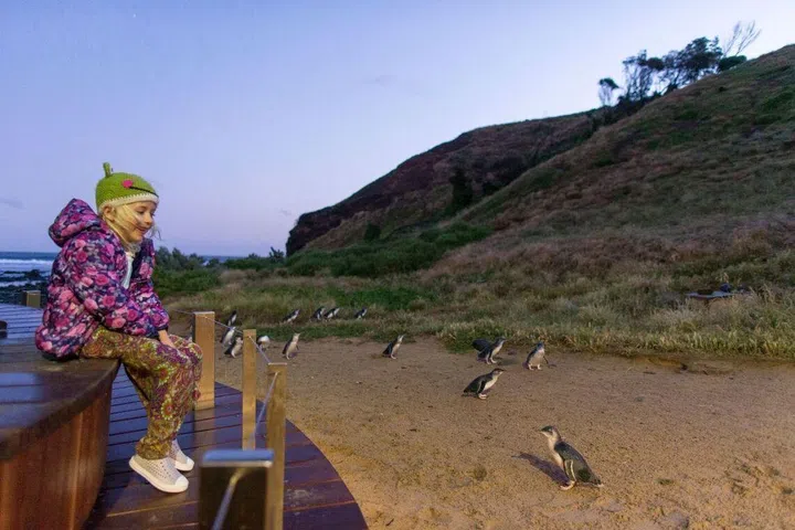 A Caucasian child at Philip Island watching Little Penguins waddle ashore up close.