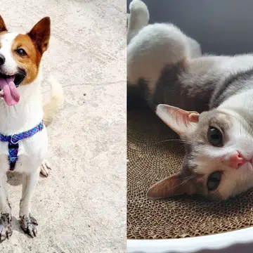 Animal volunteer rescue singapore