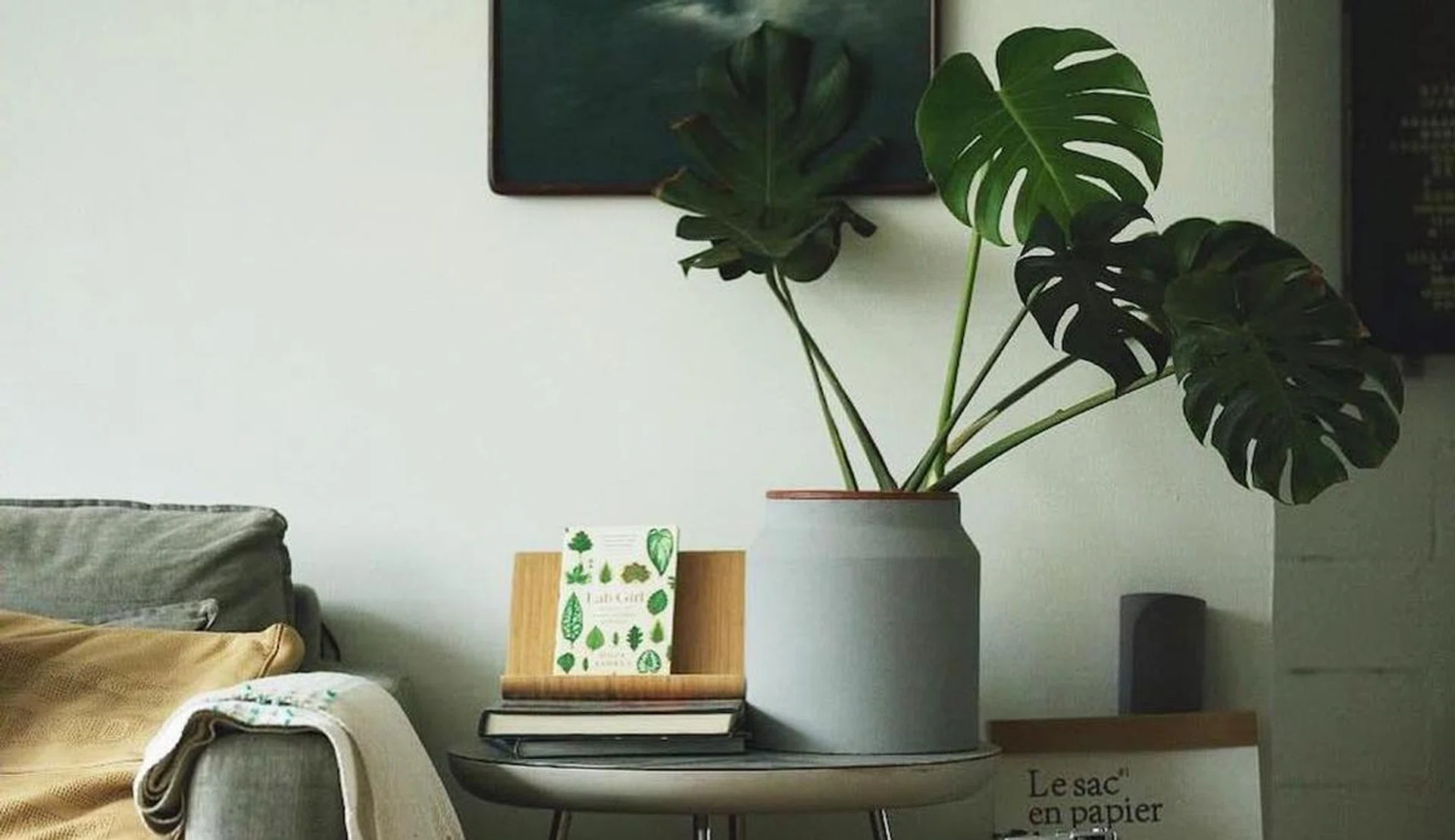crazyplantaddict
