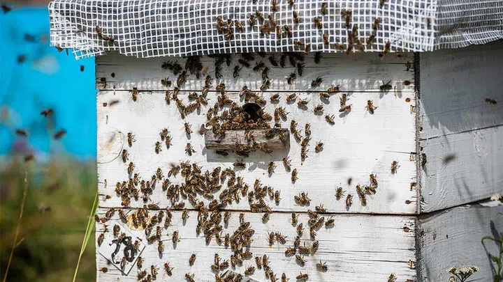 What's most important is the positivity the program will generate, not only for the new bee-keepers but their families and communities. (Photo from Envato)