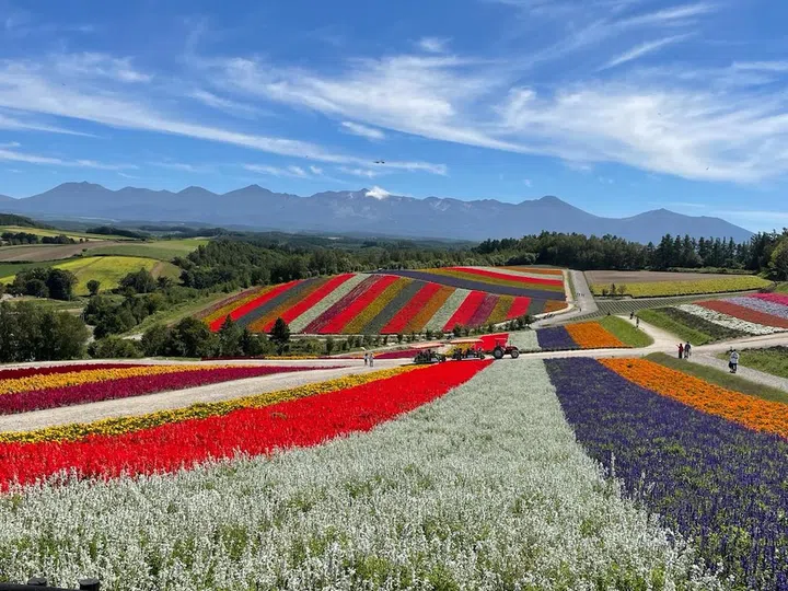 Flower Fields Farm Tomita Furano kidfriendly itinerary