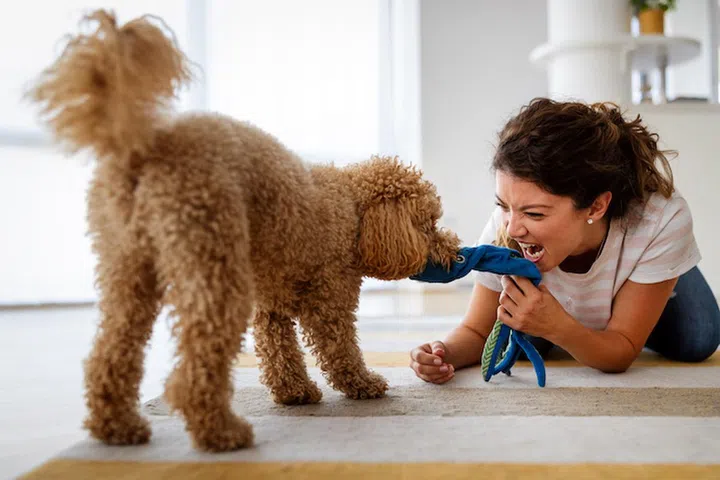 Beautiful young woman playing with a nice cute dog. People, animal concept