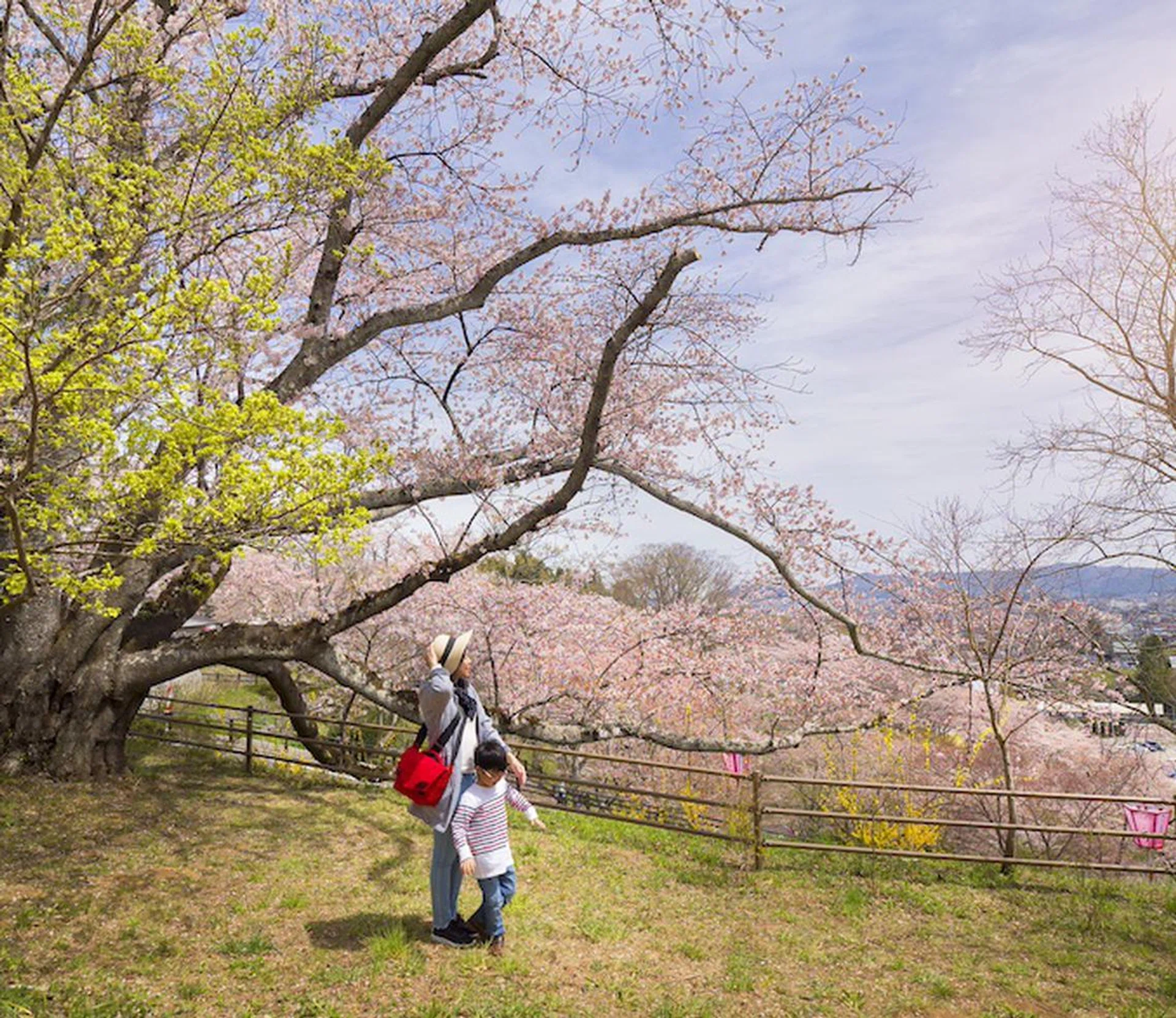 alternative cities to view cherry blossoms in the year
