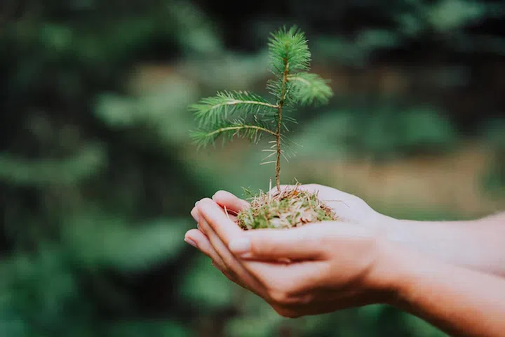 Female hand holding sprout wilde pine tree in nature green forest. Earth Day save environment concept. Growing seedling forester planting.