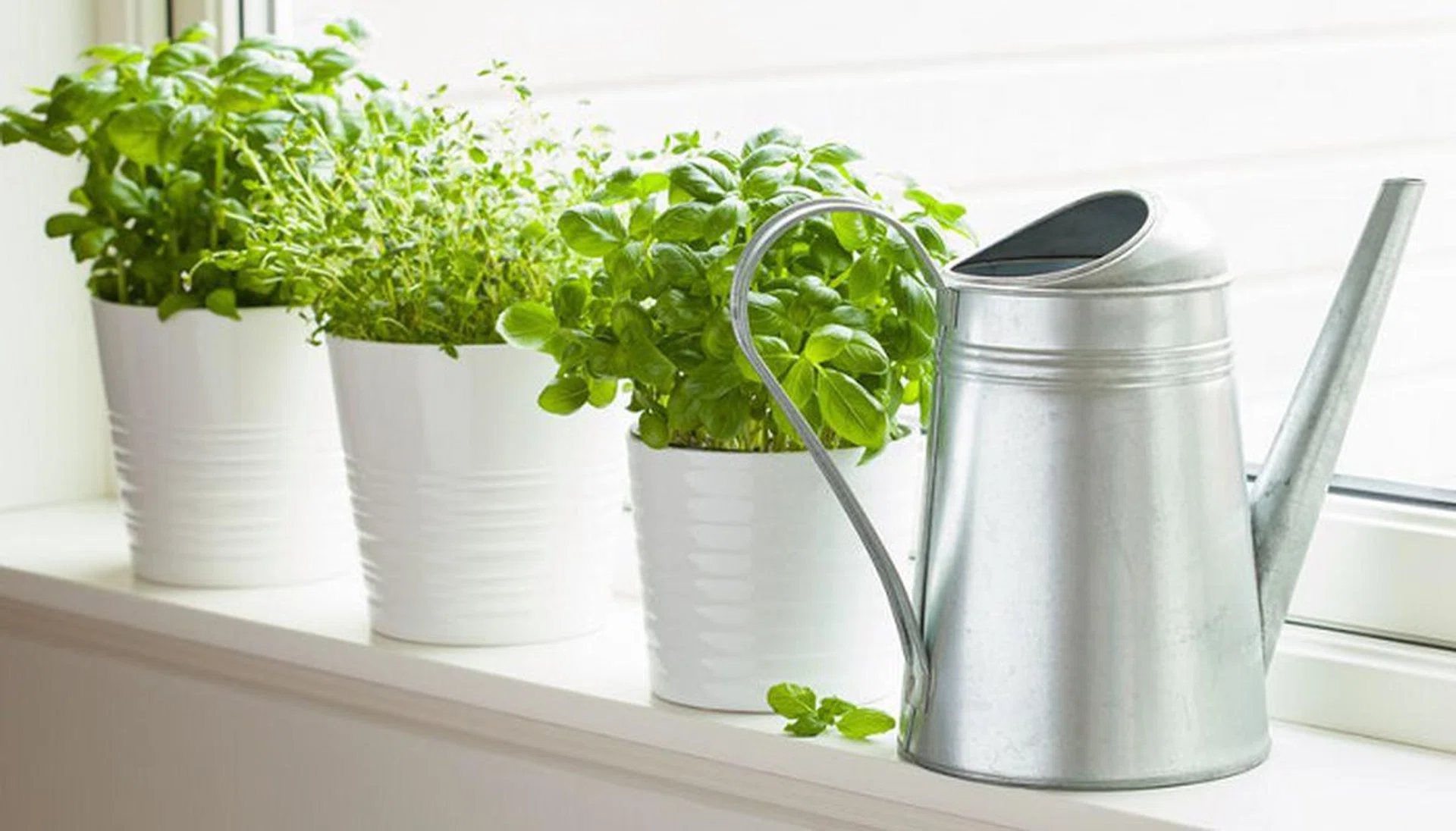 76482816 - fresh basil thyme herb in a pot