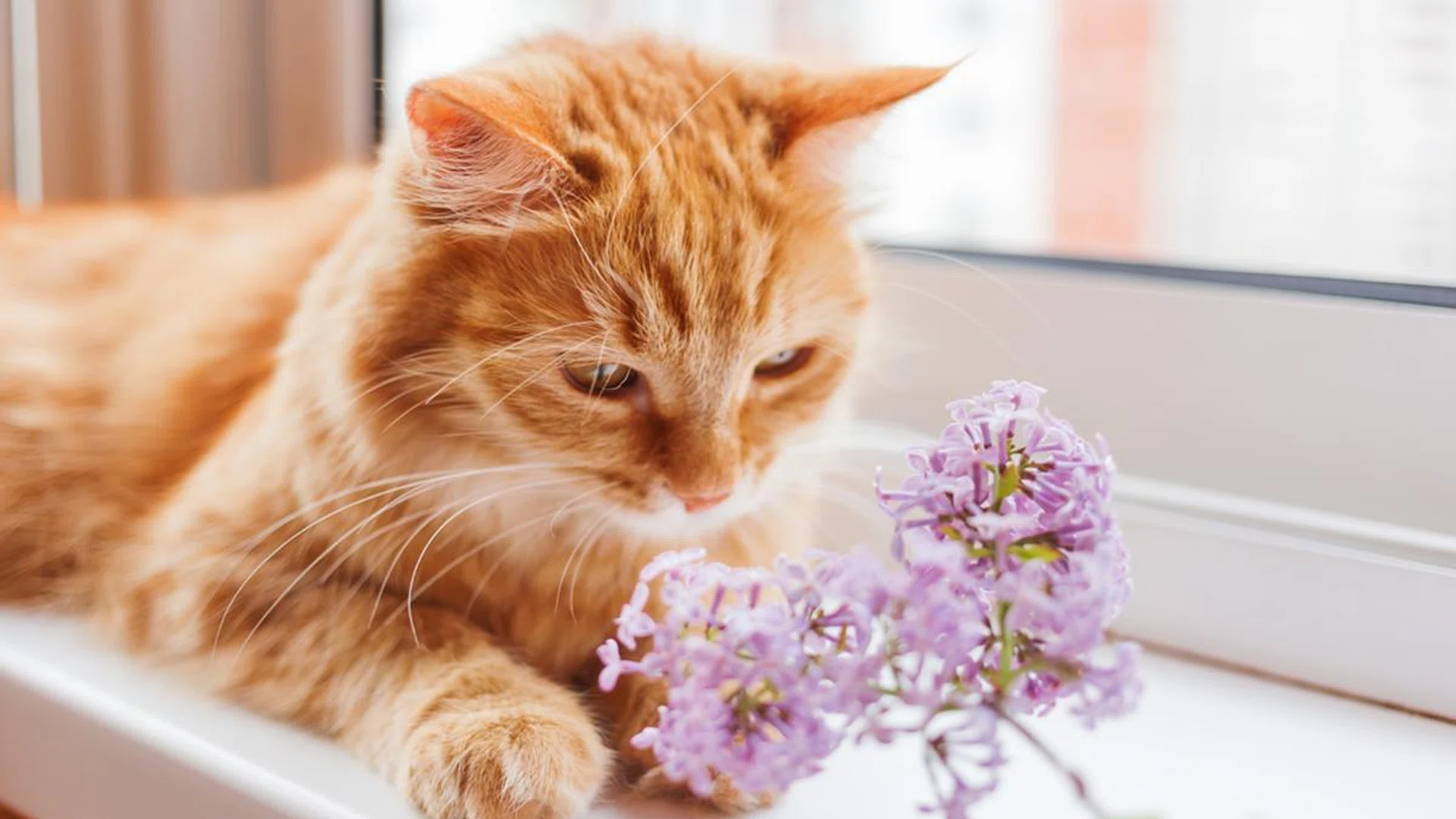 keep-pets-away-poisonous-plants