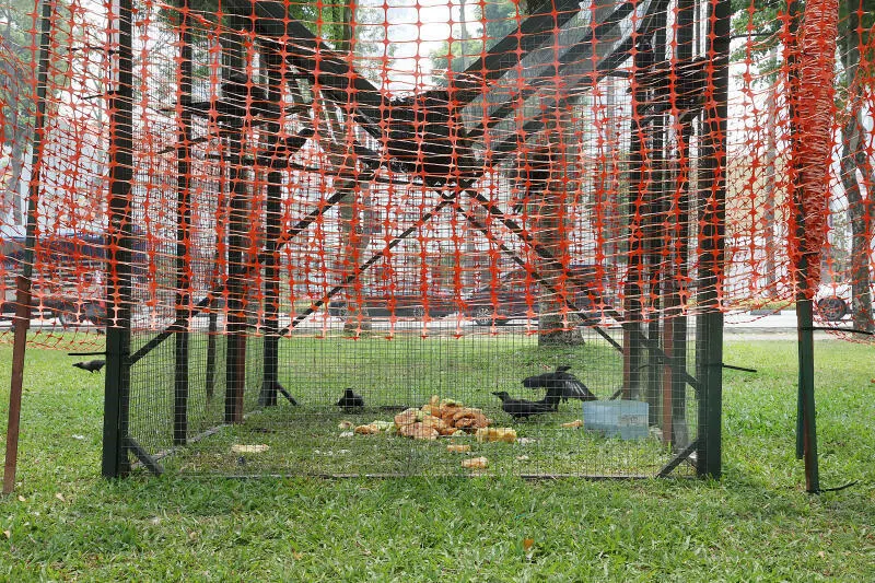 当局设铁笼陷阱 一举捕获10乌鸦