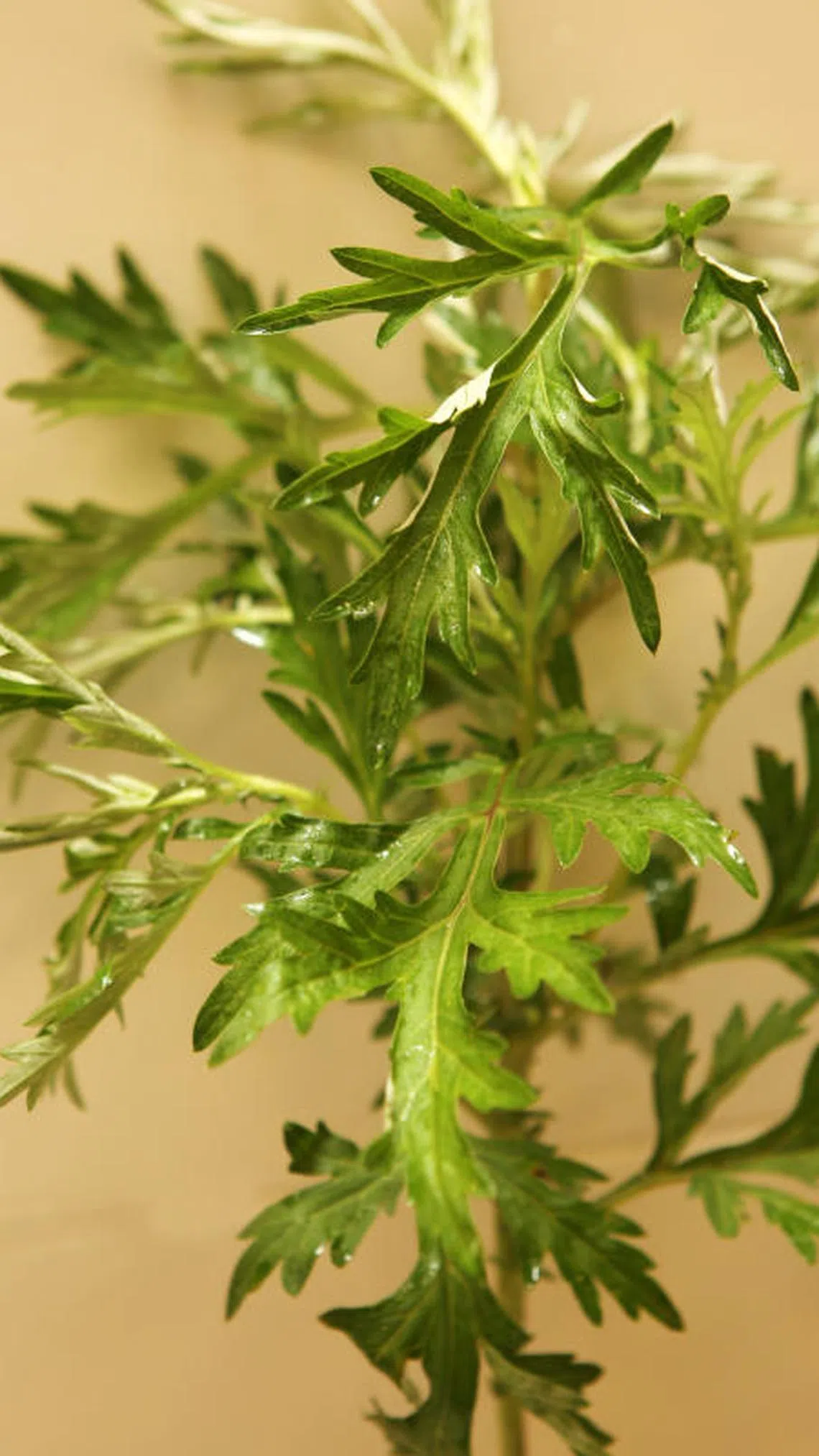 艾叶（档案照）