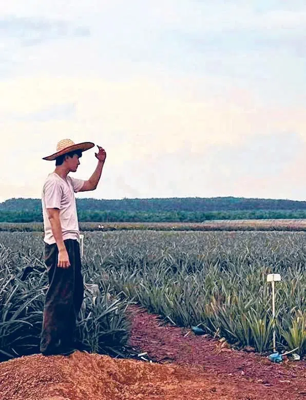 张哲通到黄梨园割黄梨。（取自艺人IG）