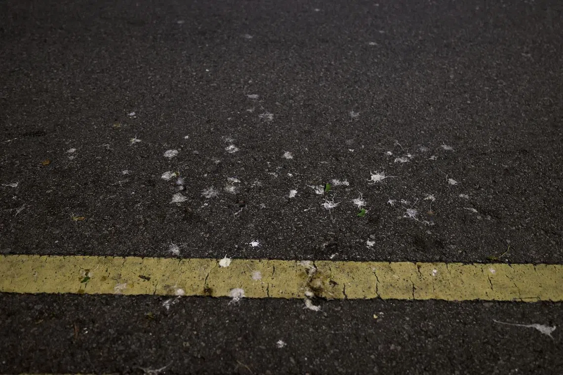 马路上也能清晰看到鸟粪痕迹。（庄耿闻摄）