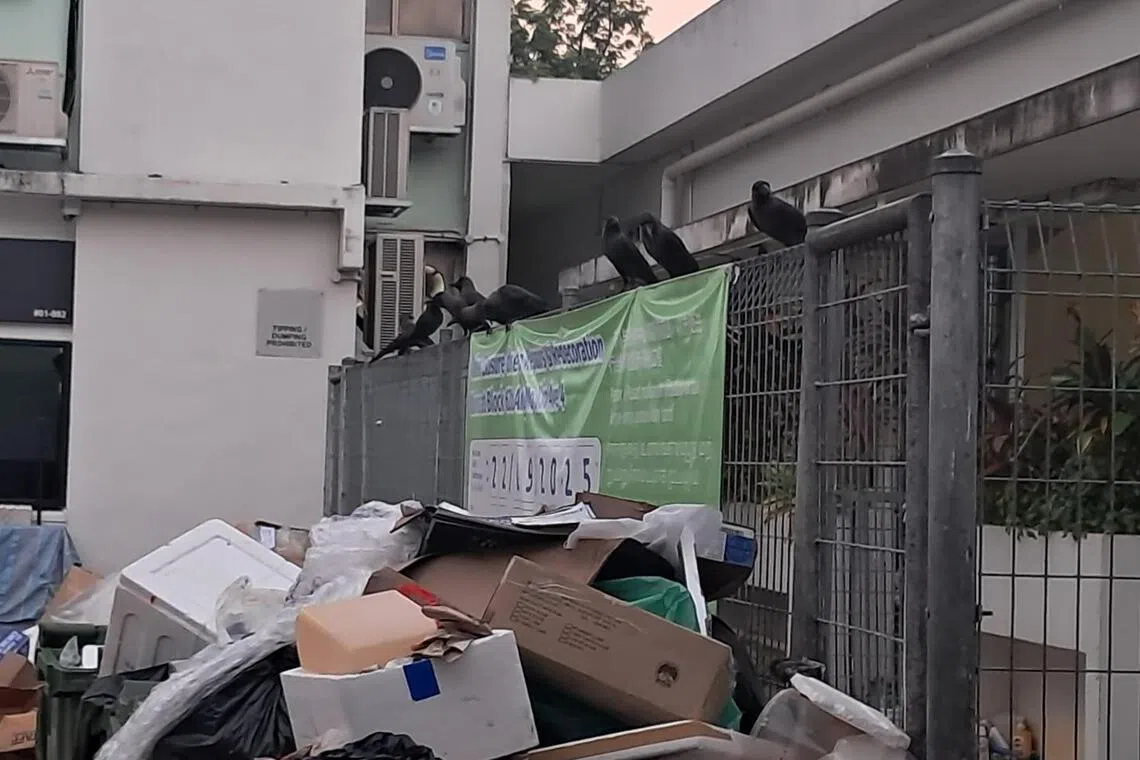 罗先生指，纸箱堆叠在垃圾槽处，加上附近有食物残渣，引来数十只乌鸦 “聚餐”。（受访者提供）
