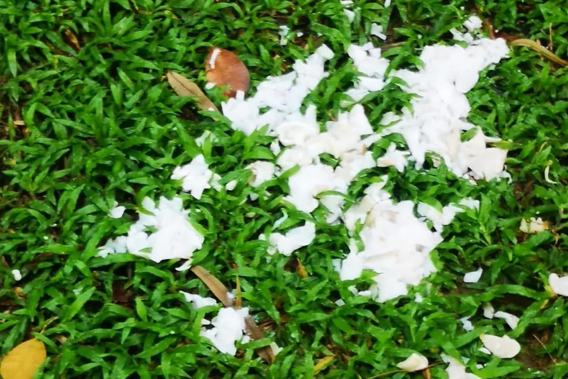 有居民发现组屋楼下的走道旁有残羹剩饭，相信是有人喂食鸟儿。（受访者提供）