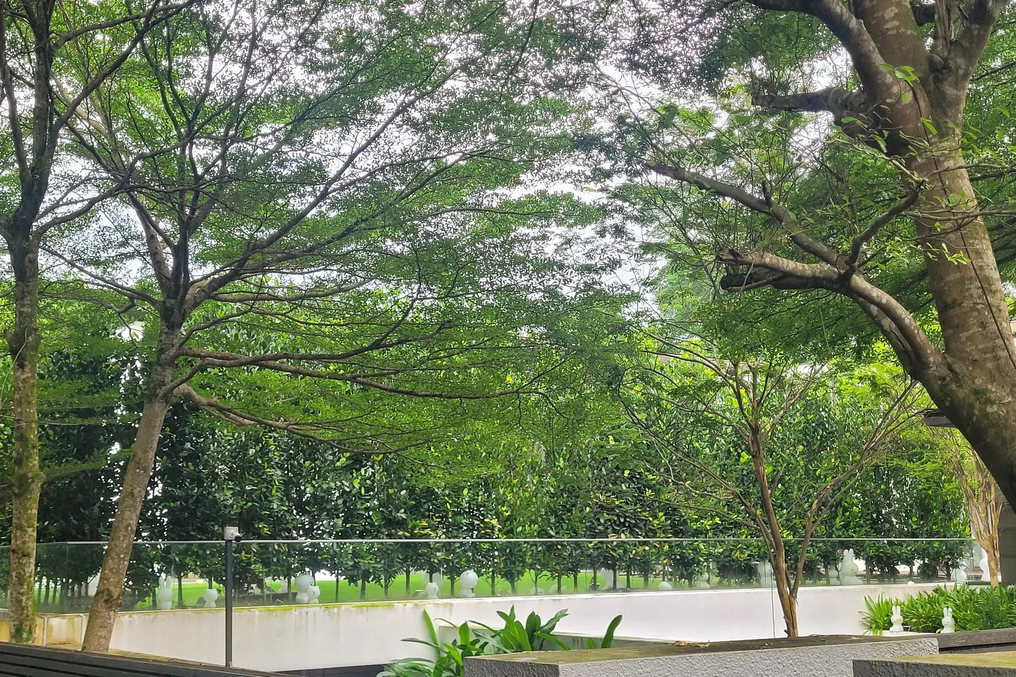 苏海金家中庭院被高大的树木包围，遮蔽外人望入家中的视线。（徐颖荃摄）