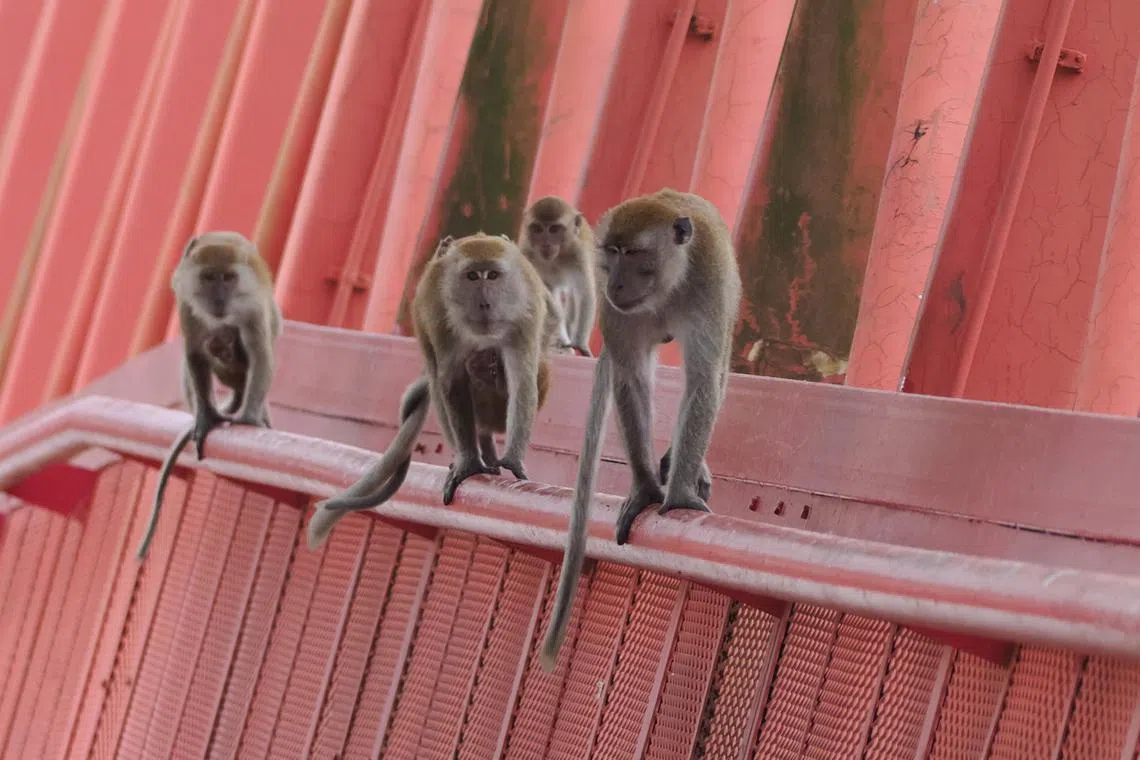 大大小小的猴子在桥上走动。（受访者提供）