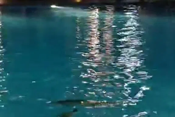 水獭潜入泳池。（受访者提供）