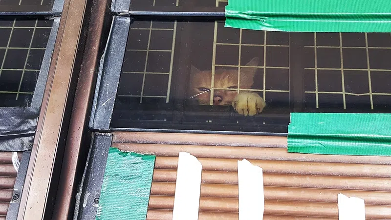 猫咪见到有人走近时，就跳上来查看。（蔡振鸿摄）
