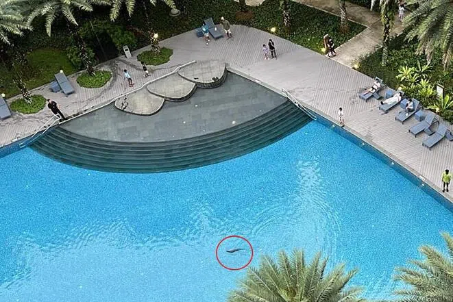 水獭潜入公寓泳池。（受访者提供）