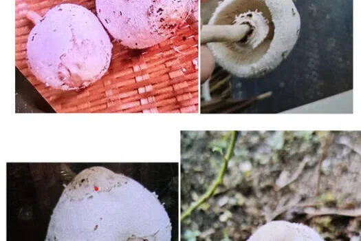 妇女食用野生菇 上吐下泻挂急诊
