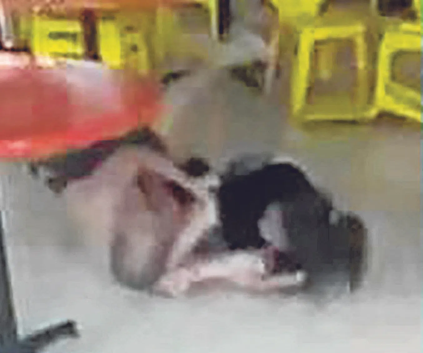 两人一度在地上扭打。（STOMP）