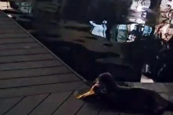 水獭大闹巴西立闯五公寓 咬鱼戏水扰民