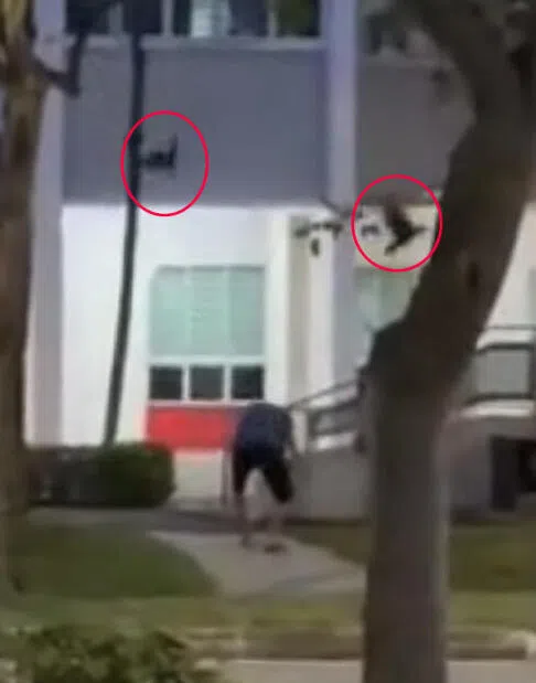 一名阿叔被两只乌鸦袭击时慌忙弯腰躲闪。（受访者提供）