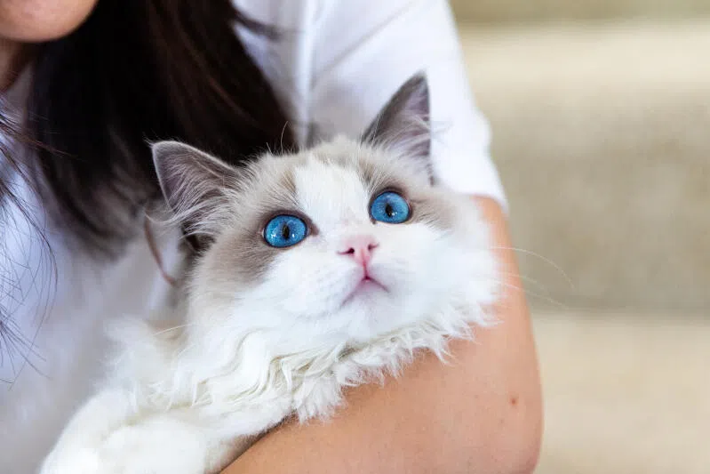 两名被告在家繁殖的是类似图中的布偶猫。（示意图／iStock）