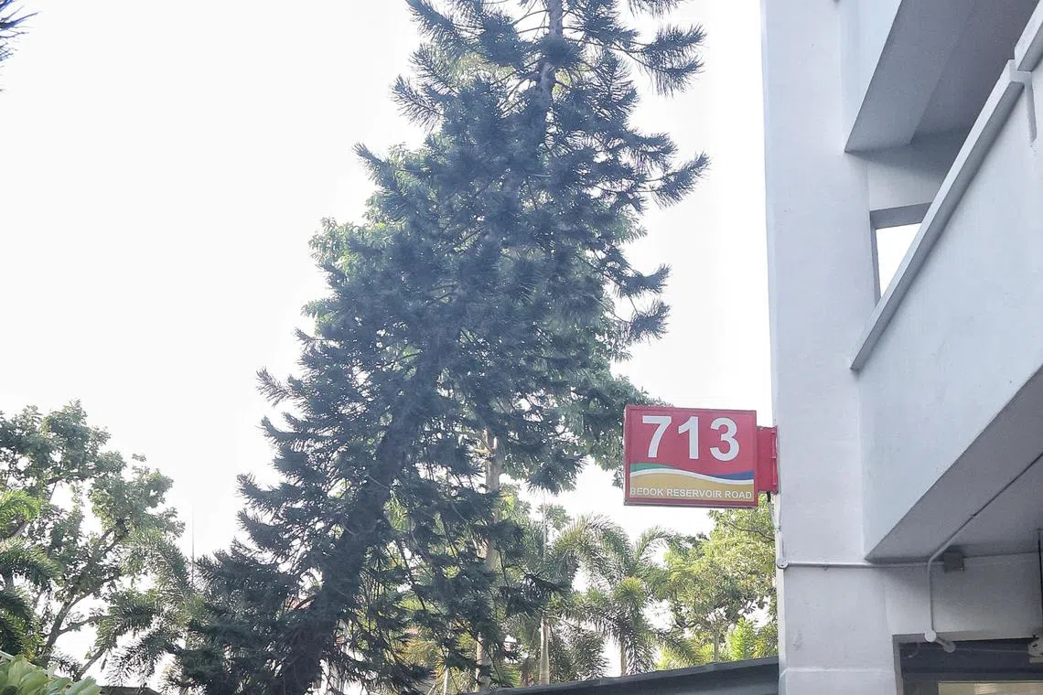 勿洛水池路第713座的数棵南洋杉倾斜。 （徐颖荃摄）