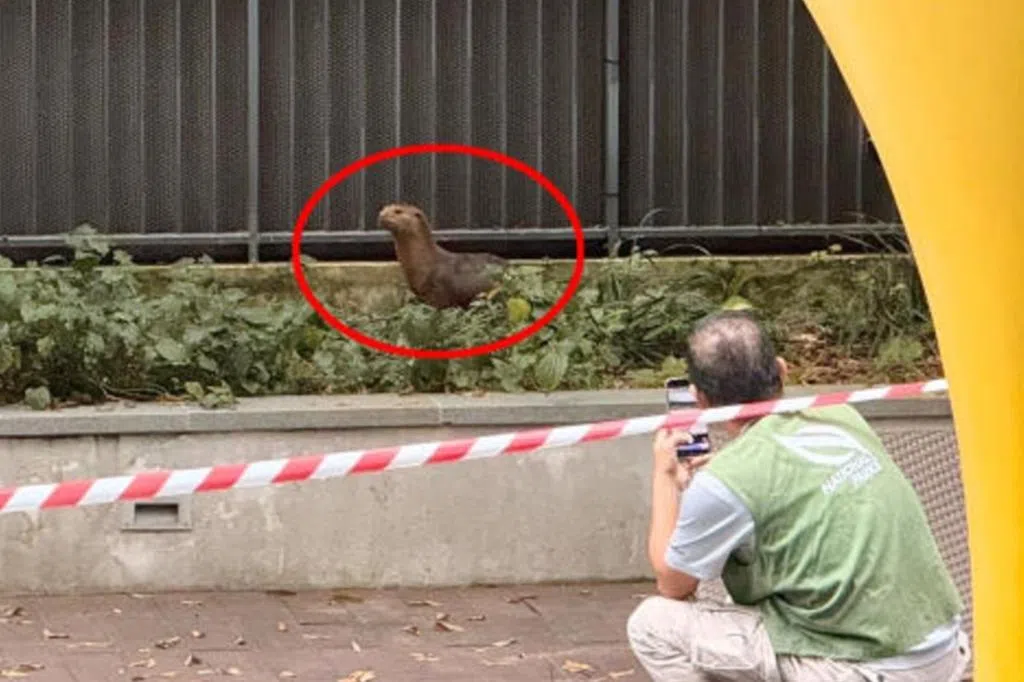 水獭公寓产崽安家 公园局设笼捕获