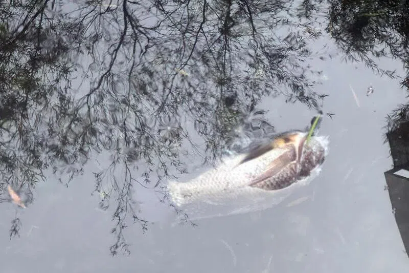 居民感叹鱼池里的观赏鱼被水獭咬死。（受访者提供）
