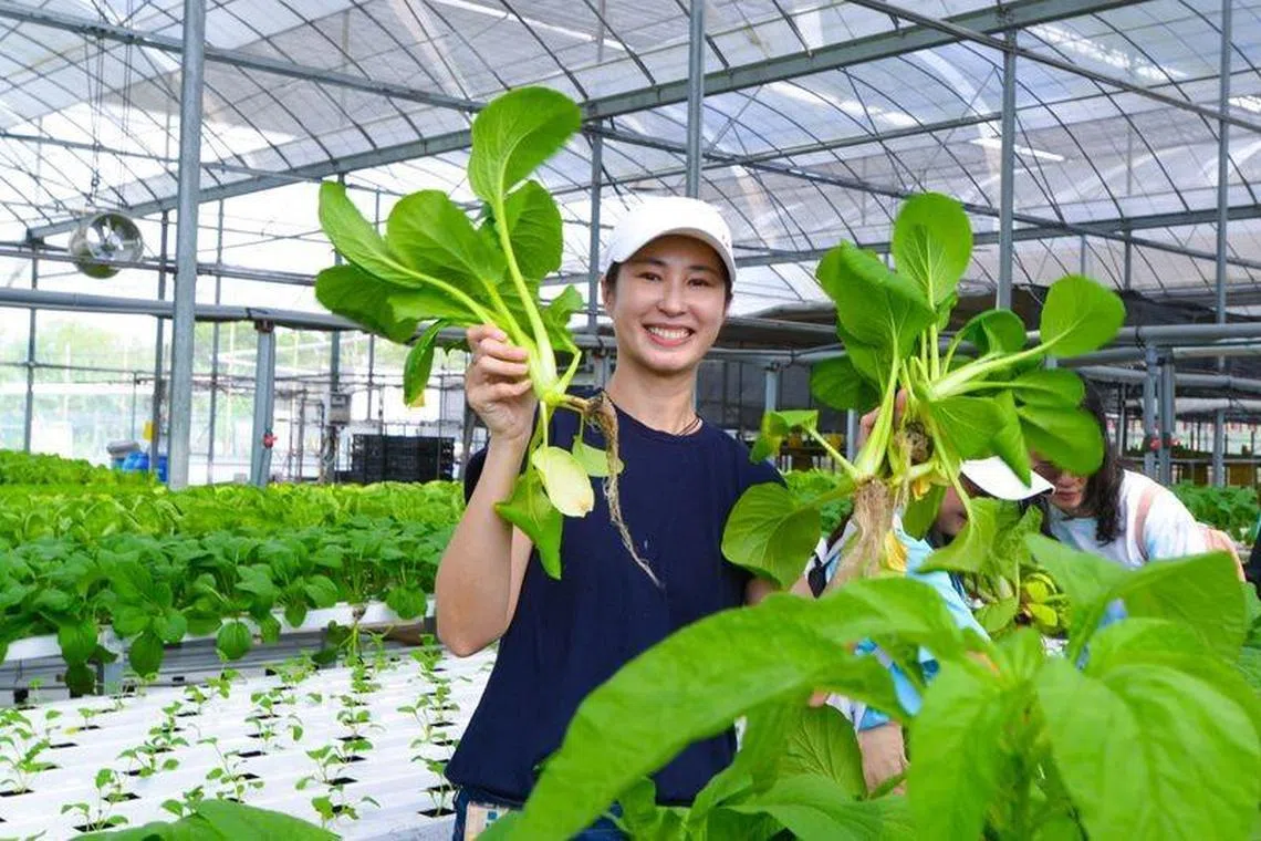 蔡琦慧最喜欢菠菜和空心菜。（新艺经纪提供）