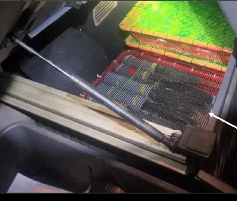 禽鸟被藏在塑料管内，以筷子固定。（公园局提供）