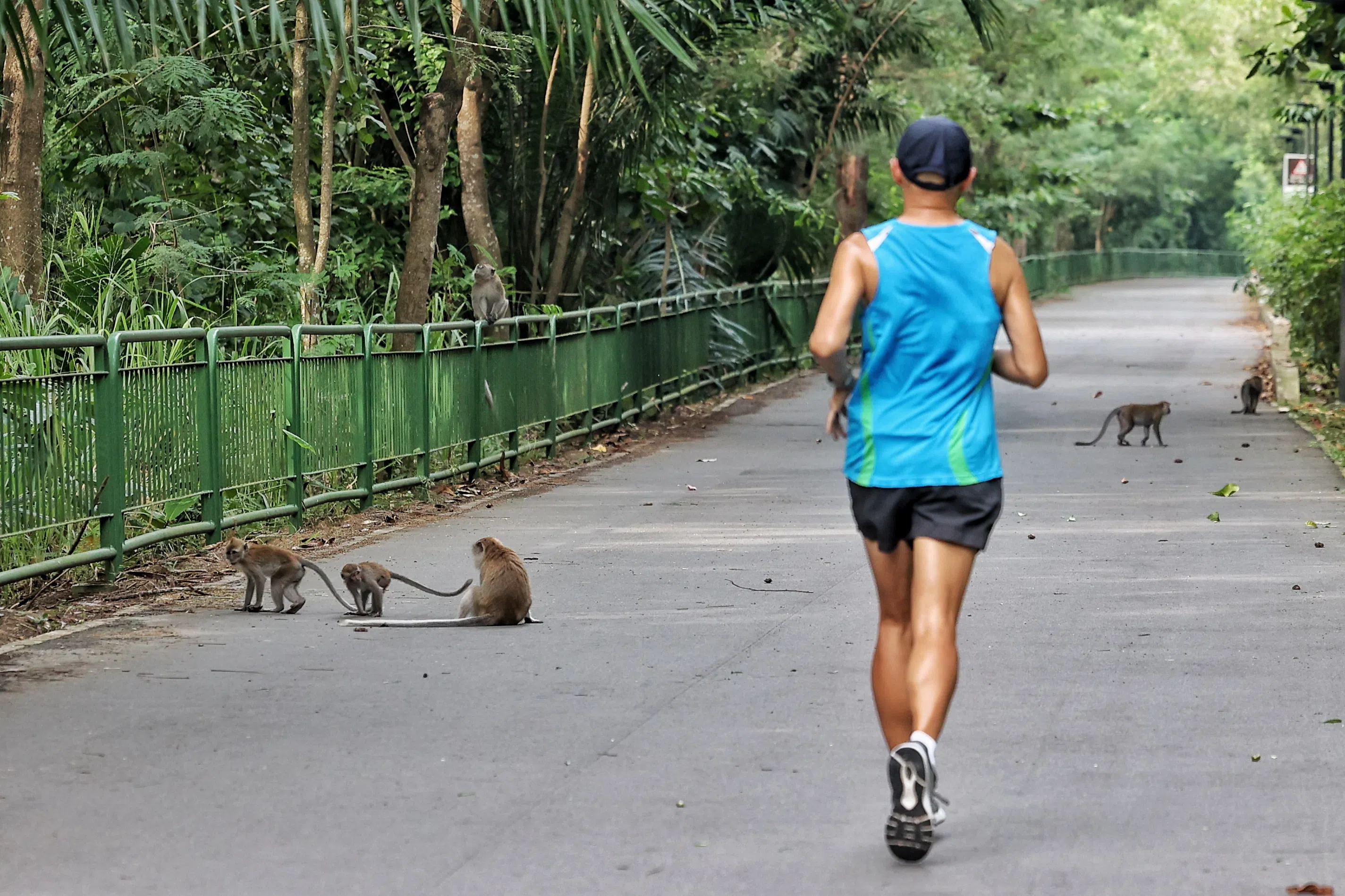 公园内的野猴不惧路人，有人经过也不走避。（徐颖荃摄）
