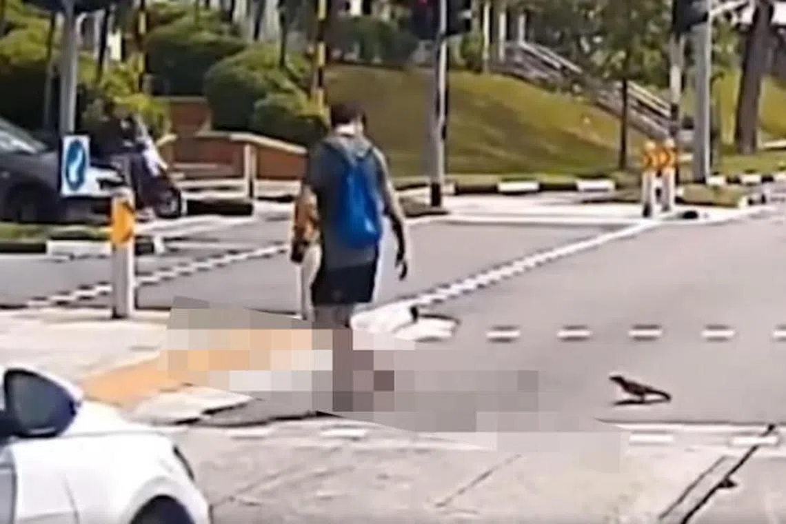 蓝衣男子挥手叫站在马路的乌鸦跟他走。（取自脸书）