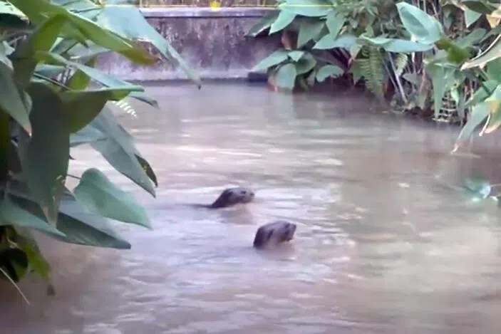 两只水獭闯入公寓池塘。（取自小红书）