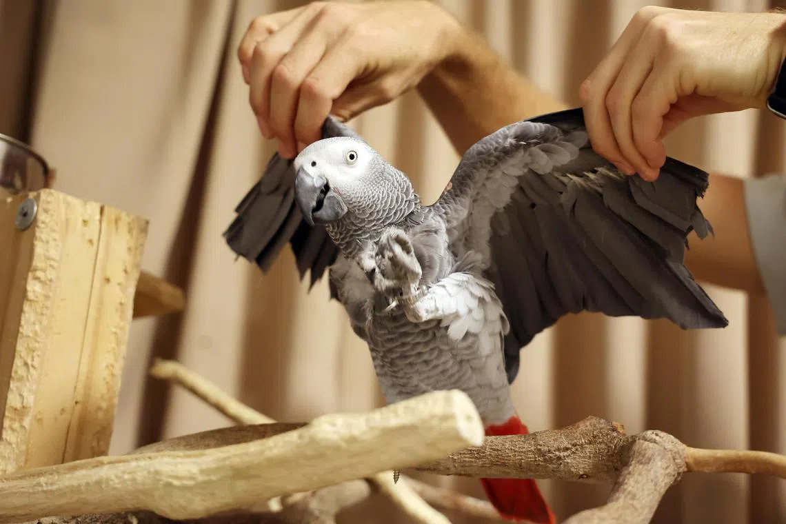 鹦鹉两边半截翅膀被剪。（刘启成摄）